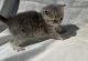 Scottish Fold Cats for sale in New York, NY, USA. price: $800