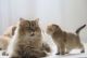 Scottish Fold Cats for sale in Texas City, TX, USA. price: $1,500