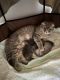 Scottish Fold Cats for sale in Inman, SC 29349, USA. price: $1,200