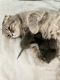 Scottish Fold Cats for sale in Inman, SC 29349, USA. price: NA