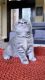 Scottish Fold Cats for sale in Happy Valley, OR, USA. price: $1,500