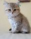 Scottish Fold Cats for sale in Sacramento, CA, USA. price: $850