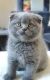 Scottish Fold Cats for sale in Hollywood, Los Angeles, CA, USA. price: $400