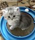 Scottish Fold Cats for sale in Brooklyn, NY 11218, USA. price: $1,200