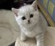 Scottish Fold Cats for sale in Brooklyn, NY 11218, USA. price: $1,200