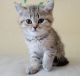 Scottish Fold Cats for sale in Sacramento, CA, USA. price: $900