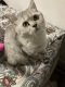 Scottish Fold Cats for sale in Brooklyn, NY, USA. price: $1,200