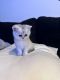 Scottish Fold Cats for sale in Los Angeles, CA, USA. price: $1,000