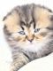 Scottish Fold Cats for sale in Lincoln, CA, USA. price: $2,400