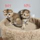 Scottish Fold Cats for sale in Philadelphia, PA, USA. price: $950