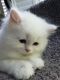 Scottish Fold Cats for sale in Seattle Metropolitan Area, WA, USA. price: NA