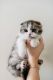 Scottish Fold Cats for sale in Spartanburg, SC, USA. price: $500