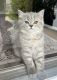 Scottish Fold Cats for sale in Plainfield, IL, USA. price: $1,000