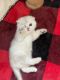 Scottish Fold Cats for sale in Bergenfield, NJ, USA. price: NA