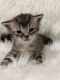Scottish Fold Cats for sale in Queens, NY 11373, USA. price: NA