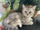Scottish Fold Cats for sale in Levittown, PA, USA. price: $825