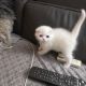Scottish Fold Cats for sale in Brooklyn, NY, USA. price: $600