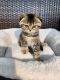 Scottish Fold Cats for sale in Morris Plains, NJ 07950, USA. price: NA