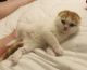 Scottish Fold Cats for sale in New Iberia, LA, USA. price: $1,200