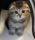 Scottish Fold Cats for sale in Brooklyn, NY, USA. price: $1,700
