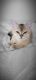Scottish Fold Cats for sale in Westfield, MA 01085, USA. price: NA