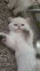 Scottish Fold Cats for sale in Aurora, CO, USA. price: $400