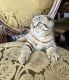 Scottish Fold Cats for sale in Philadelphia, PA, USA. price: $1,800