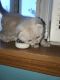 Scottish Fold Cats for sale in Tacoma, WA 98446, USA. price: NA