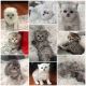 Scottish Fold Cats for sale in Vancouver, WA, USA. price: $1,200
