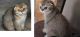 Scottish Fold Cats for sale in Kissimmee, FL 34747, USA. price: NA