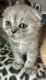 Scottish Fold Cats for sale in Spokane Valley, WA, USA. price: NA