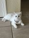 Scottish Fold Cats for sale in Vacaville, CA, USA. price: $900