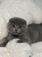 Scottish Fold Cats for sale in Warren, MI 48092, USA. price: $1,500