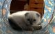 Scottish Fold Cats for sale in Dedham, MA, USA. price: $1,300