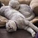 Scottish Fold Cats for sale in Marietta, GA, USA. price: NA