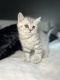 Scottish Fold Cats for sale in Wheeling, IL, USA. price: $1,200