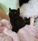 Scottish Fold Cats for sale in Grand Rapids, MI, USA. price: $1,200