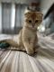 Scottish Fold Cats for sale in Anchorage, AK, USA. price: $900
