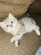 Scottish Fold Cats for sale in Federal Way, WA, USA. price: $800