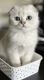 Scottish Fold Cats for sale in Sacramento, CA 95843, USA. price: $1,800