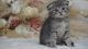 Scottish Fold Cats for sale in Virginia Beach, VA 23452, USA. price: $500