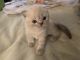 Scottish Fold Cats for sale in Levittown, PA, USA. price: $1,150