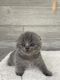 Scottish Fold Cats for sale in Raleigh, NC, USA. price: NA