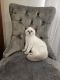 Scottish Fold Cats for sale in Abbotsford, WI 54405, USA. price: $1,000