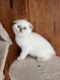 Scottish Fold Cats for sale in Beverly, NJ 08010, USA. price: $1,000