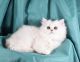 Scottish Fold Cats for sale in Omaha, NE, USA. price: $1,500