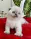 Scottish Fold Cats for sale in Davie, FL, USA. price: NA