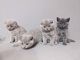 Scottish Fold Cats for sale in New York, NY, USA. price: $500