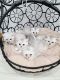 Scottish Fold Cats for sale in Lincoln, NE, USA. price: $1,000