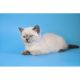 Scottish Fold Cats for sale in Manorville, NY 11949, USA. price: $1,700